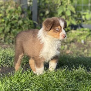 Chiot au soleil dans l'élevage de Bergers Australien Chez Mage en Normandie