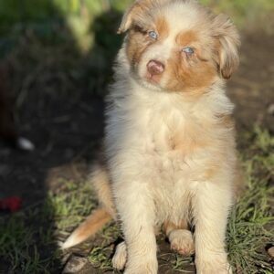 Élevage de Bergers Australiens Chez Mage - chiot rouge merle - Normandie