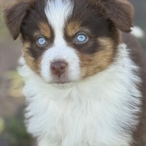 Chiot Berger Australien rouge tricolore aux yeux bleus