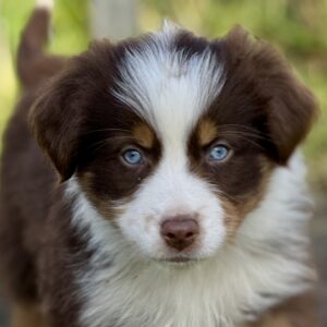 Élevage de Berger Australien, chiot rouge tricolore aux yeux bleus - Normandie -Chez Mage