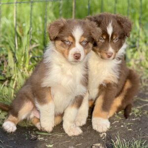 Chiots rouges tricolores au soleil en Normandie Chez Mage