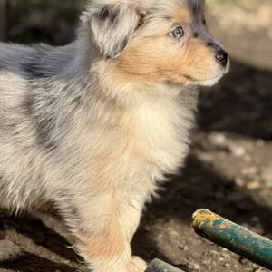 Élevage de Berger Australien Chez Mage - Chiot femelle bleue merle - Normandie