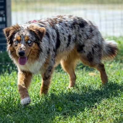 Berger-Australien-Victoire-rouge-merle-yeux-bleus-Seine-Maritime-Récupéré Les plus beaux Bergers Australiens de Normandie, élevage Chez Mage