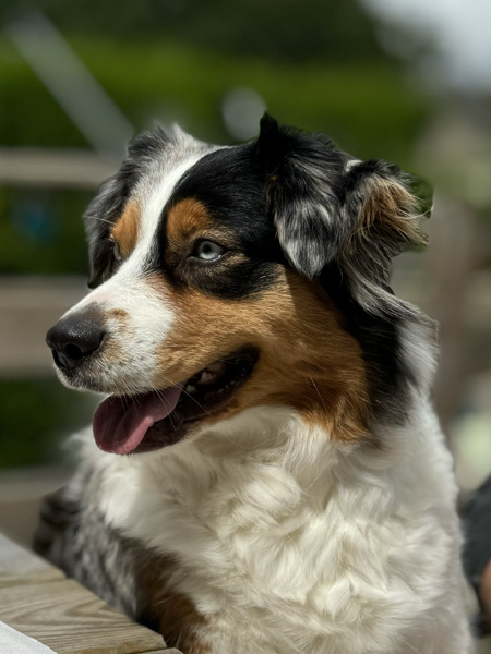 Berger-Australien-bleu-merle-Tanka-elevage-chez-mage-Normandie Berger Australien - Tanka - Normandie - élevage Chez Mage