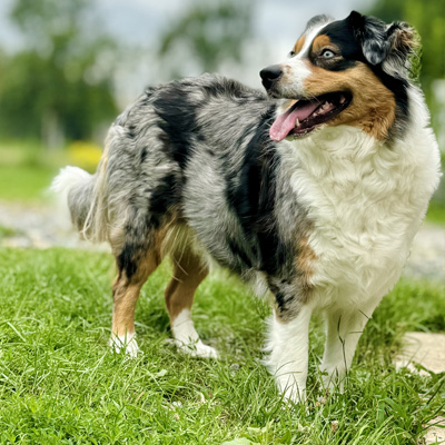 Berger-Australien-femelle-Tanka-Bleu-merle-Normandie-Ile-de-France Berger Australien - élevage Chez Mage - Normandie - Ile de France