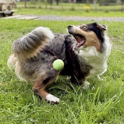 Berger-Australien-femelle-Tanka-bleu-merle-yeux-bleus-Normandie Berger Australien bleu merle élevage Chez Mage - Normandie