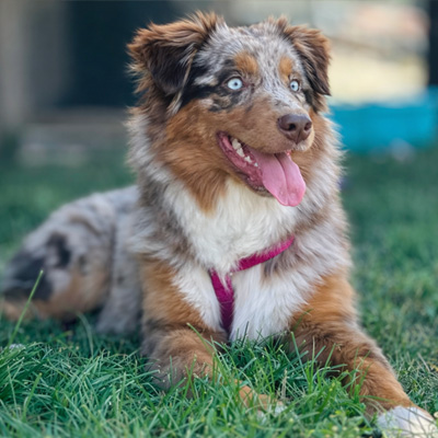 Berger-Australien-femelle-Victoire-rouge-merle-yeux-bleus-Seine-Maritime-Récupéré copie Les plus beaux Bergers Australiens de France - Victoire - Normandie élevage Chez Mage