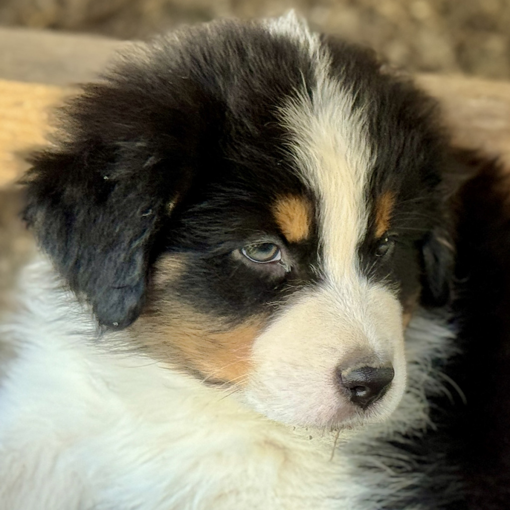 Berger Australien noir tricolore élevage Chez Mage - France