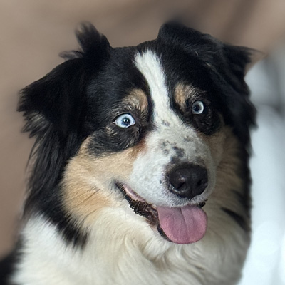 Berger-Australien-noir-tricolore-Syelle-Elevage-Chez-Mage-Normandie Berger Australien femelle noire tricolore porteuse gène BET - Normandie - Eure et Loire