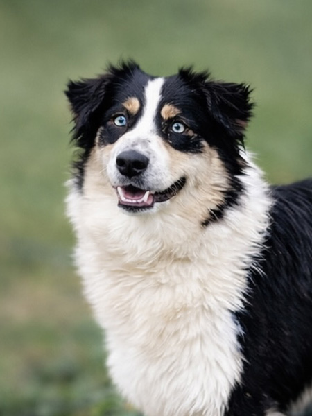 Berger-Australien-noir-tricolore-yeux-bleu-BET-elevage-Chez-Mage-Normandie Berger Australien dehors femelle noire tricolore yeux bleus - Eure et Loire