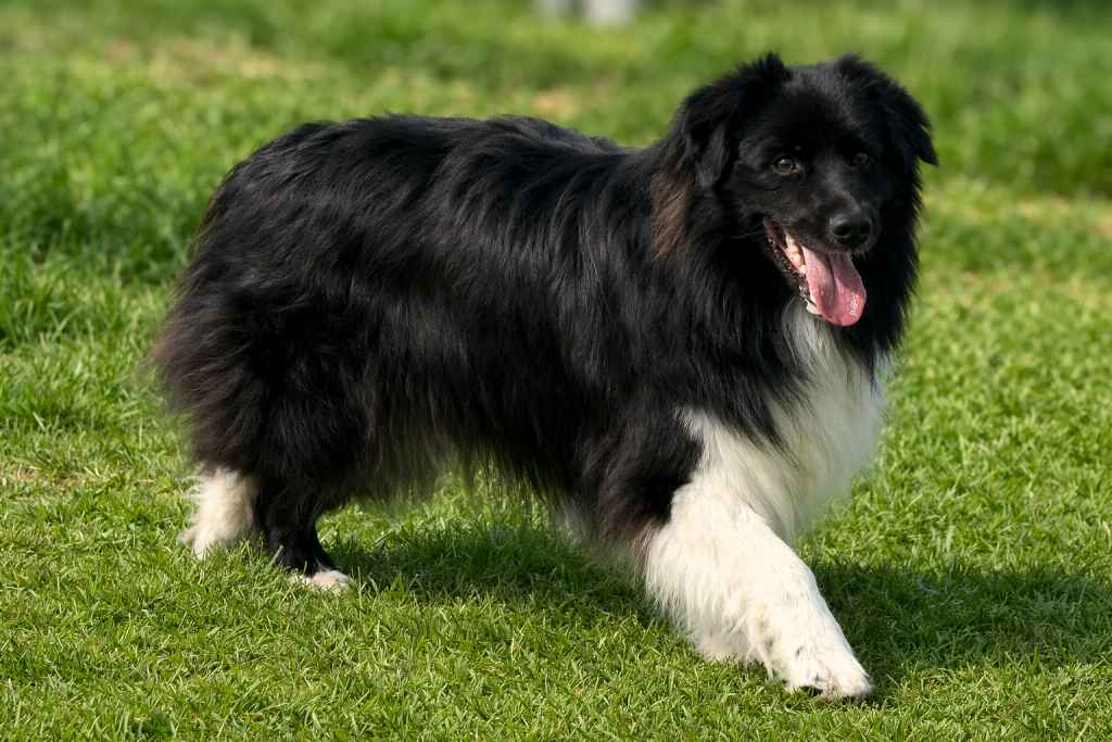 Berger australien noir bicolore - allure