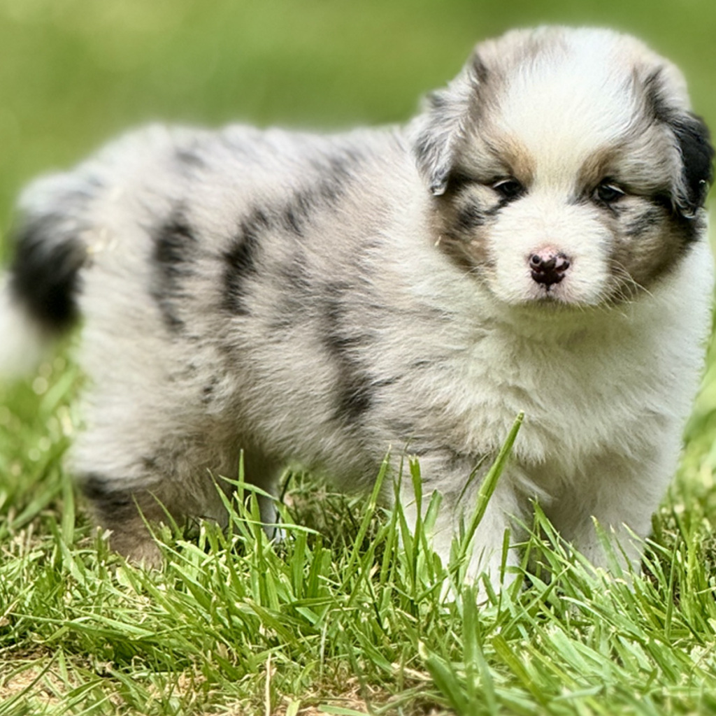 Chiot Berger Australien bleu merle couleur standard - elevage chez mage Normandie