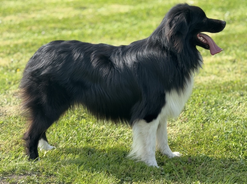 Berger Australien position statique - France