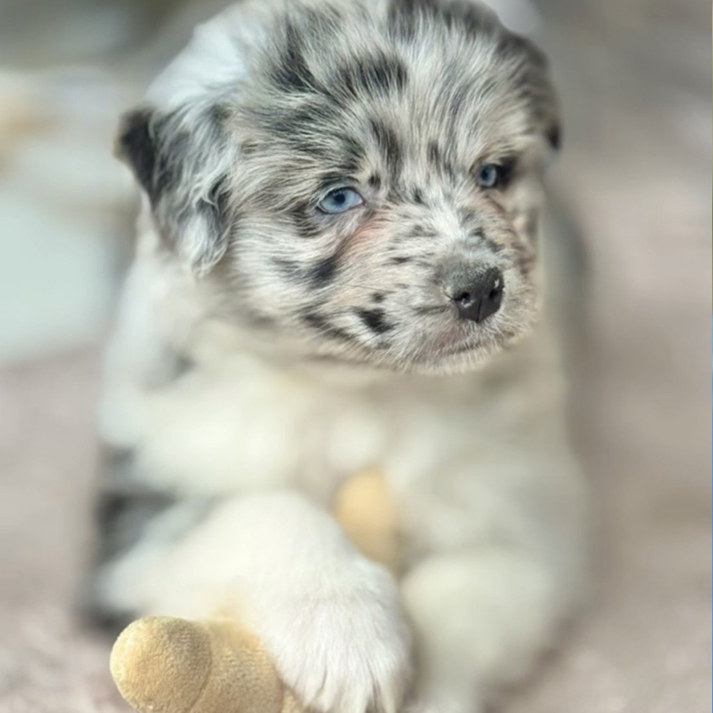 Chiot berger australien bleu merle bicolore aux yeux bleus - élevage Chez Mage