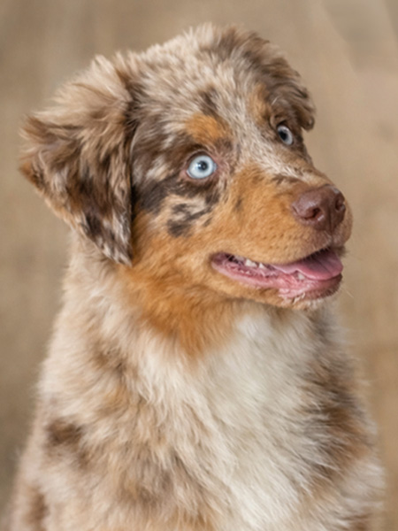 berger-australien-femelle-victoire-rouge-merle-yeux-bleus-normandie Berger Australien Normandie élevage Chez Mage