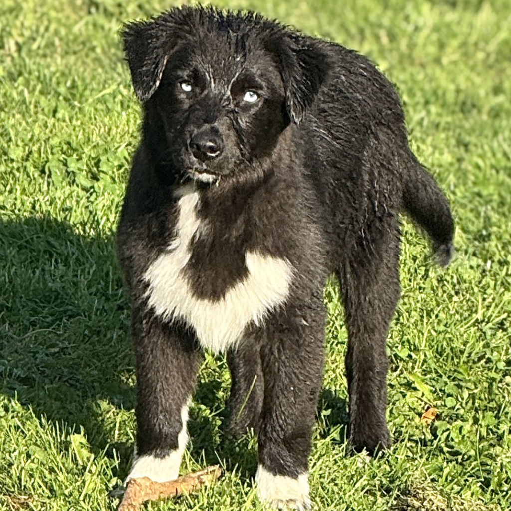Chiot berger australien noir bicolore aux yeux bleus minimal white - élevage Chez Mage - Seine-Maritime