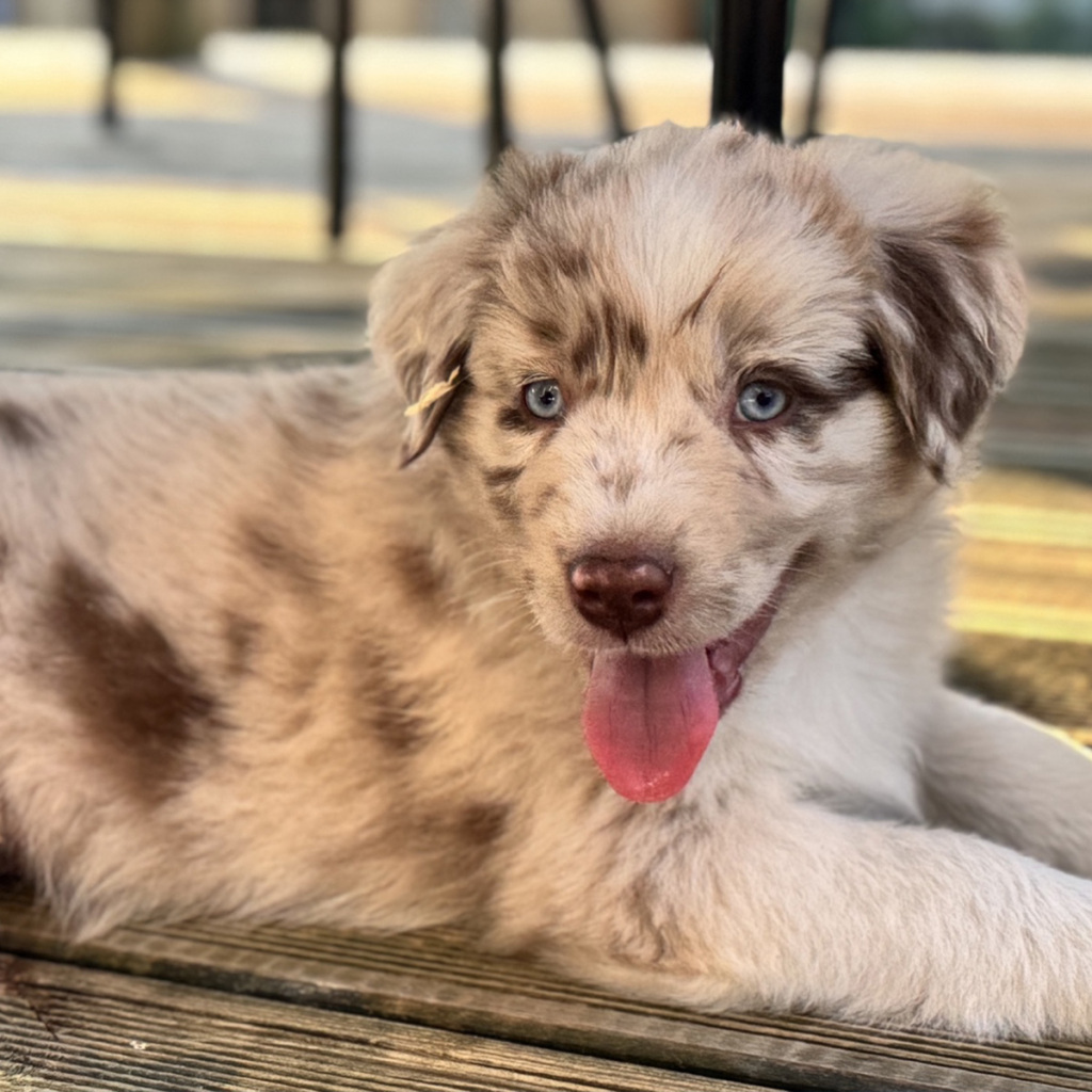 Chiot rouge merle bicolore minimal white aux yeux bleus - élevage Chez Mage Normandie