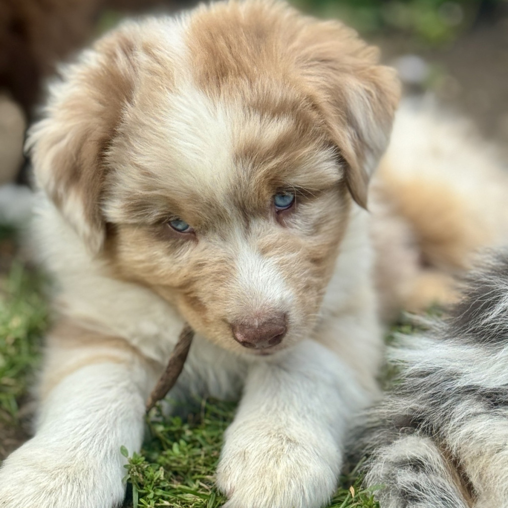 Chiot berger australien rouge merle couleur du standard