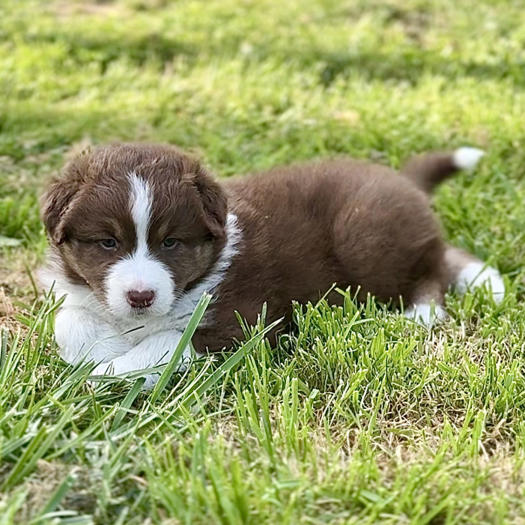 chiot berger australien rouge tricolore couleur standard