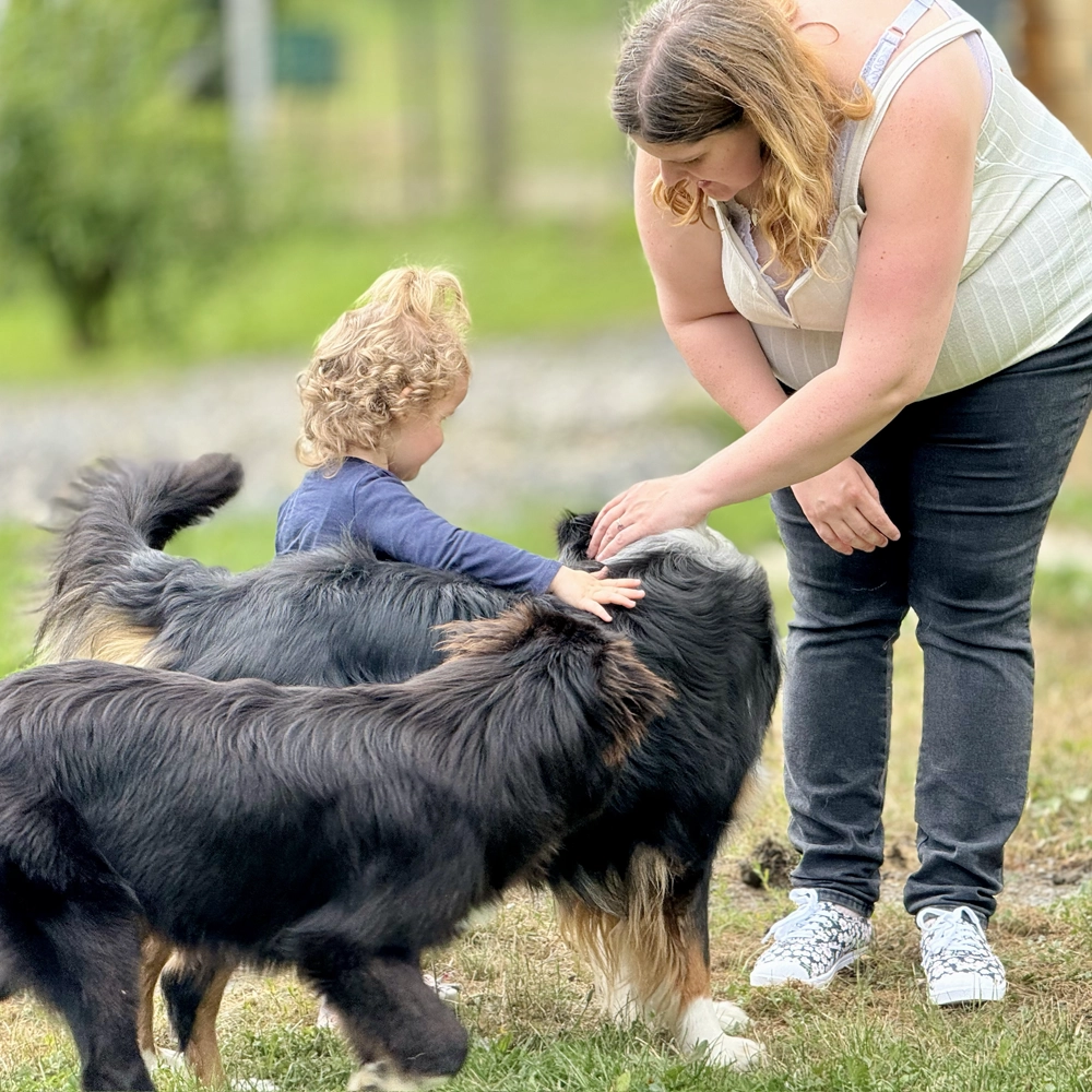 Berger Australien avec enfant, Normandie