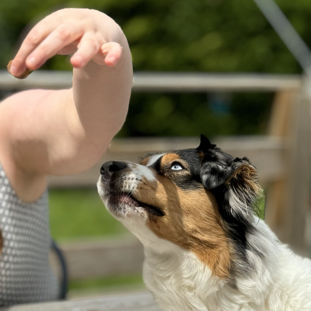 Berger Australien en leçon d'éducation, Normandie