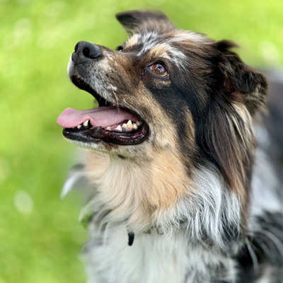 Berger-Australien-bleu-merle-minimal-white Berger Australien, femelle bleue merle - Minimal white - LOF - Normandie