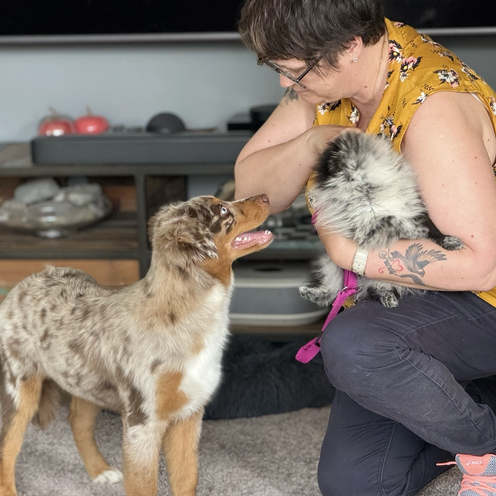 Berger Australien, moment de complcité maître et chien, Normandie