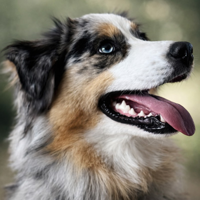 Berger-Australien-femelle-Vani-bleu-merle-yeux-bleus-Seine-Maritime Berger Australien femelle bleue mele - Normandie - Élevage Chez Mage