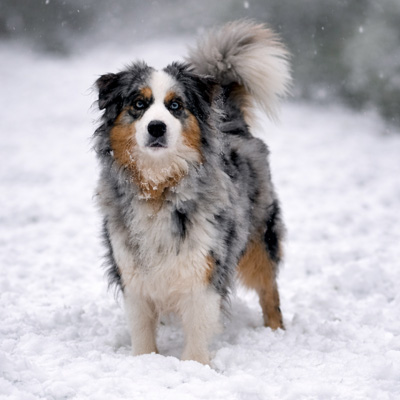 Berger-Australien-femelle-bleu-merle-yeux-bleus-Seine-Maritime-Vani Berger Australien bleu mele - Vani - Élevage Chez Mage - Normandie