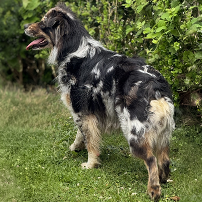 Berger-Australien-femelle-bleue-merle-LOF-Normandie Berger Australien, femelle bleue merle