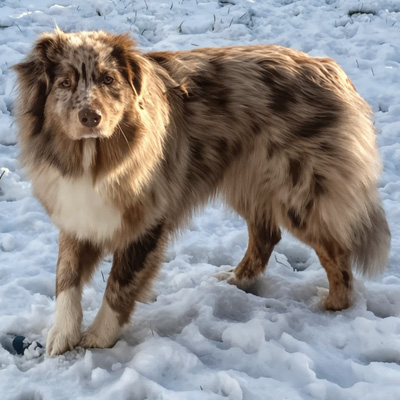 Berger-Australien-femelle-rouge-merle-Yala-Normandie Femelle Berger Australien rouge merle - Normandie