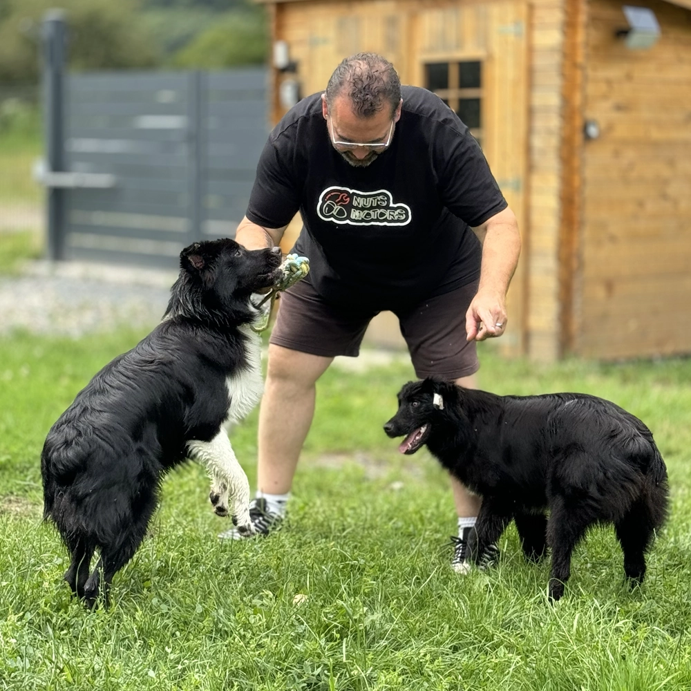 Bergers Australiens jouent avec le maître, berger australien leçon d'éducation, Normandie