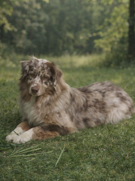 Breger-Australien-femelle-rouge-merle-Yala Berger Australien rouge merle minimal white - Élevage Chez Mage - Normandie