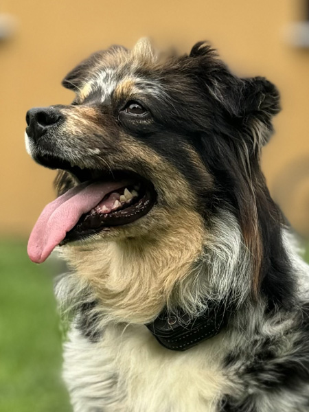 Femelle-Berger-Australien-LOF-Normandie Berger Australien, bleu merle : minimal white : Normandie