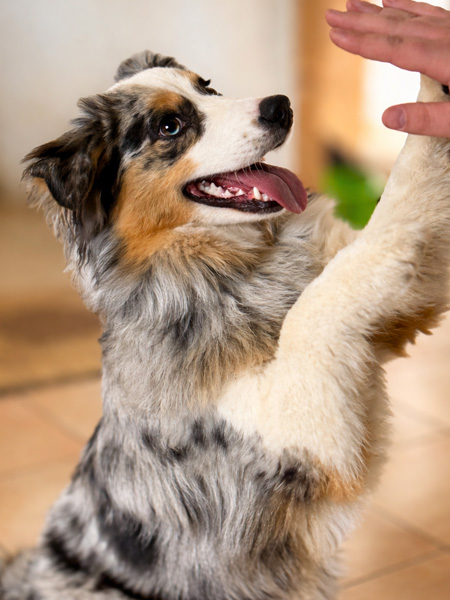 Femelle-berge-australien-bleu-merle-elevage-chez-mage-normandie Femelle Berger Australien bleue merle - Vani - élevage Chez Mage - Normandie