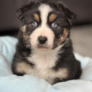 Chiot Berger Australien noir tricolore aux yeux bleus - élevage Chez Mage - Normandie