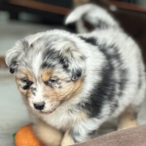 Berger Australien chiot bleu merle -élevage Chez Mage - Seine-Maritime