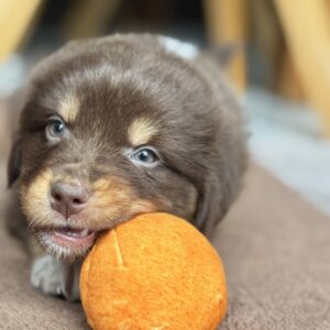 Chiot Berger Australien rouge tricolore qui joue avec une balle