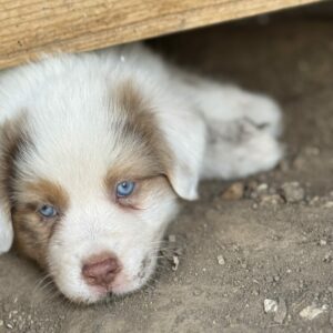 Chiot Berger Australien rouge merle