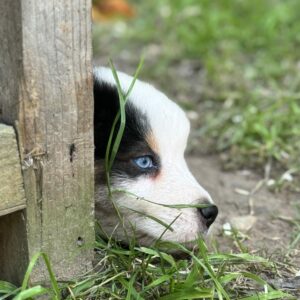 Chiot Berger Australien Noir tricolore yeux bleus, caché derrière une poutre en Normandie