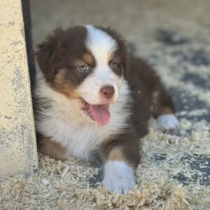 Chiot Berger Australien rouge tricolorre