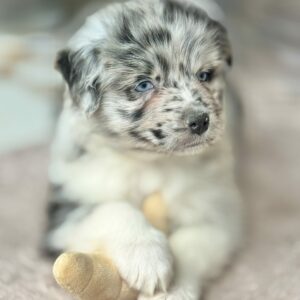 Chiot Berger Australien bleu merle bicolore yeux bleus