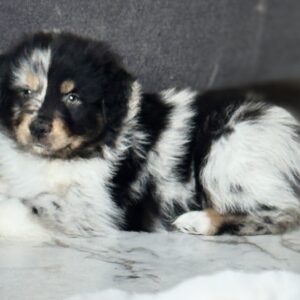 Chiot Berger Australien bleu merle tricolore - élevage Chez Mage - Normandie