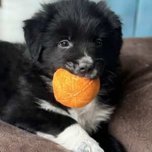 Chiot Berger Australien noir bicolore - élevage Chez Mage - Normandie