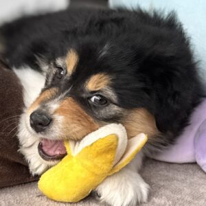 Chiot femelle noire tricolore qui joue avec une banane