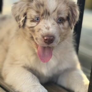 Chiot Berger Australien rouge merle bicolore aux yeux bleus - Chez Mage - Normandie