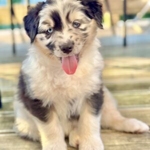 Chiot Berger Australien - Normandie - élevage Chez Mage
