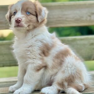Chiot Berger Australien rouge merle aux yeux bleus, assis sur terrasse en Normandie - élevage Chez Mage