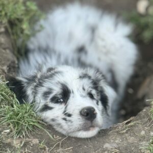 Chiot femelle Berger Australien, bleue merle bicolore - Normandie