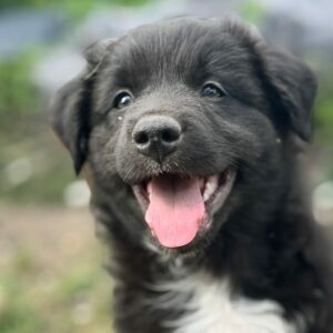 Chiot Berger Australien noir bicolore, minimal white, élevage Chez Mage - Normandie